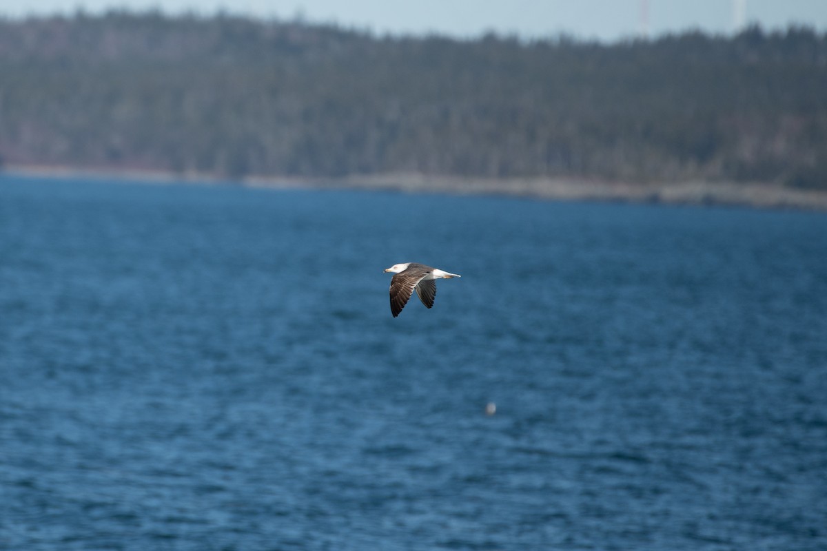 Lesser Black-backed Gull - ML634399342