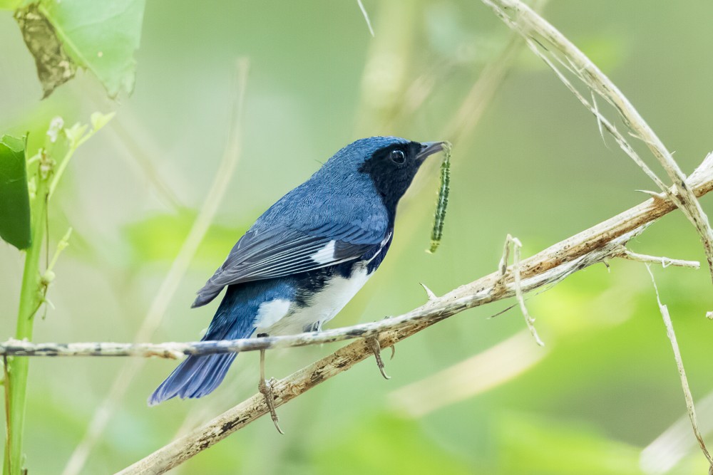 Black-throated Blue Warbler - ML634399351