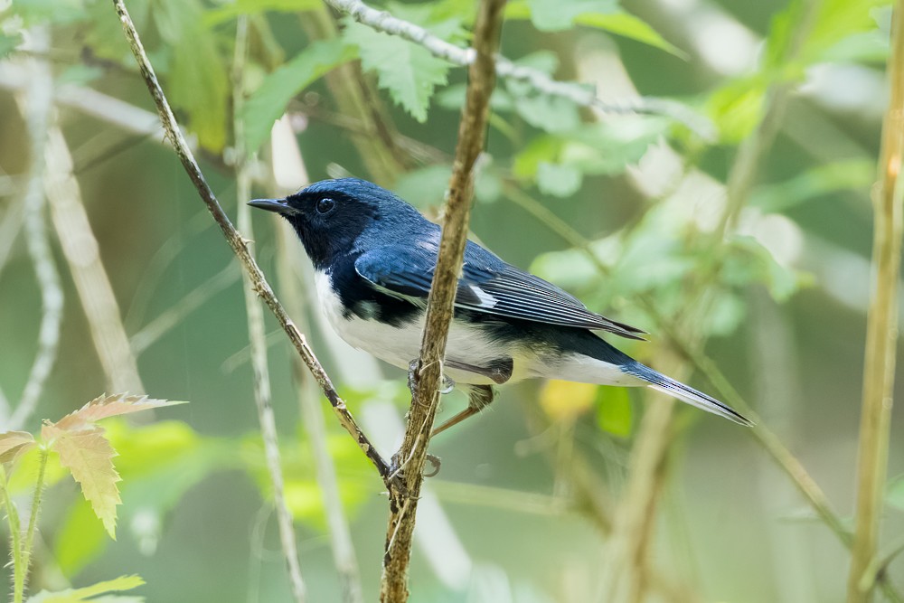 Black-throated Blue Warbler - ML634399352