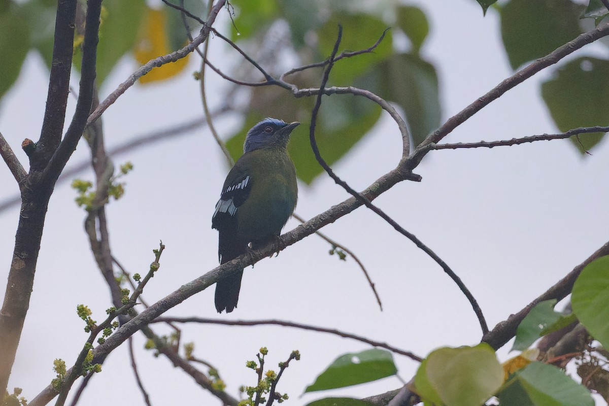 Green Cochoa - ML634399367