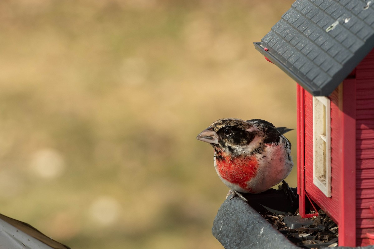 Rose-breasted Grosbeak - ML634399409