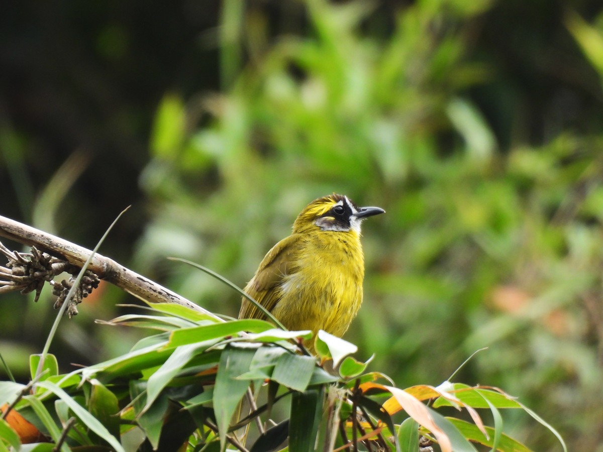 Schmuckbülbül - ML634399564