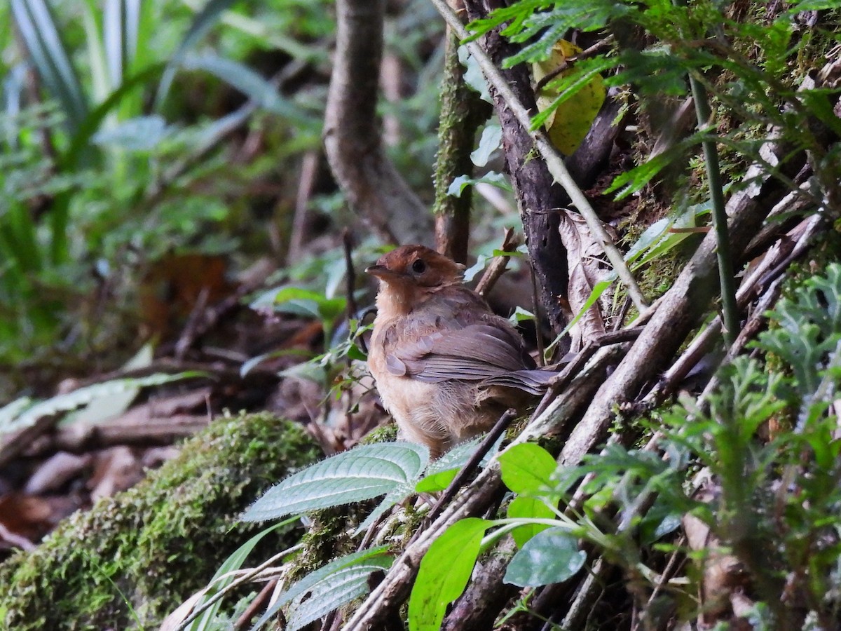 Braunscheitel-Erddrossling - ML634399581