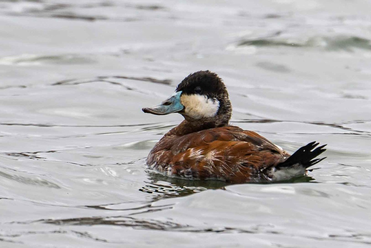Ruddy Duck - ML634399630