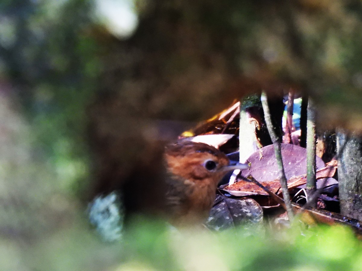 Braunscheitel-Erddrossling - ML634399682