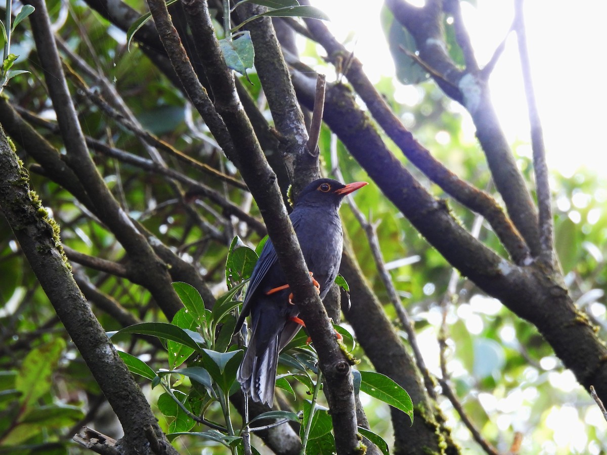 Indienamsel - ML634399719