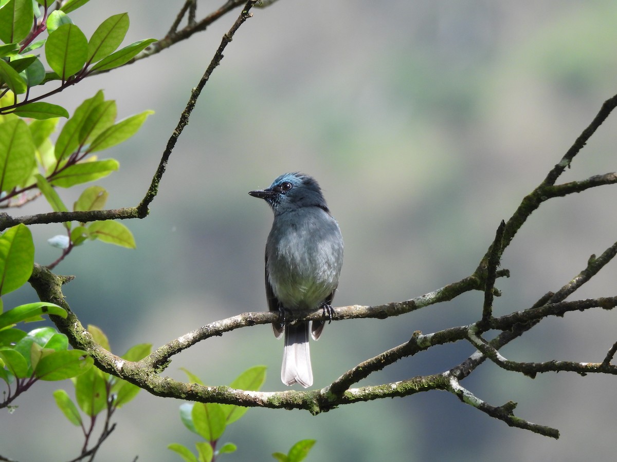 Ceylonschnäpper - ML634399758