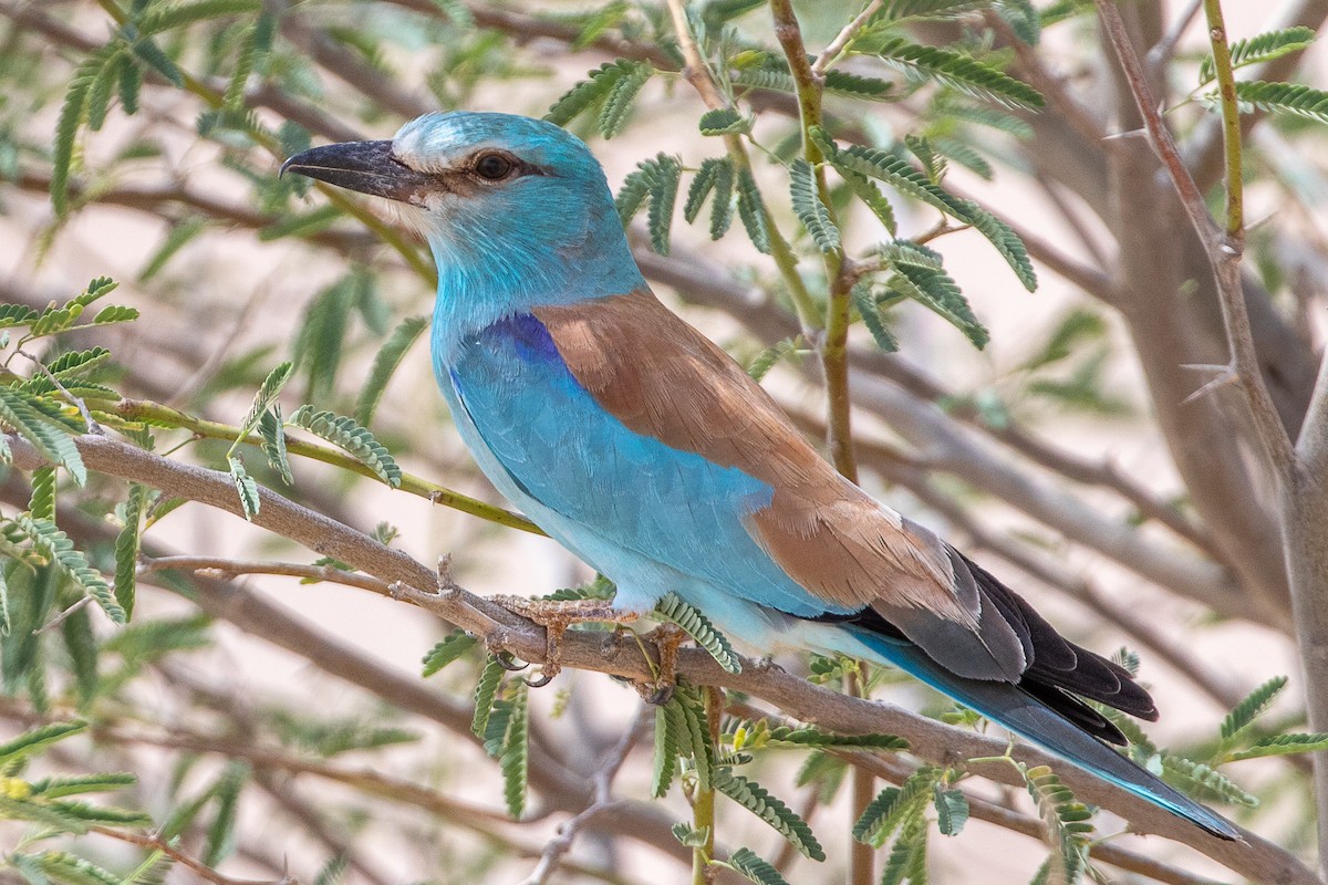 European Roller - ML634399904