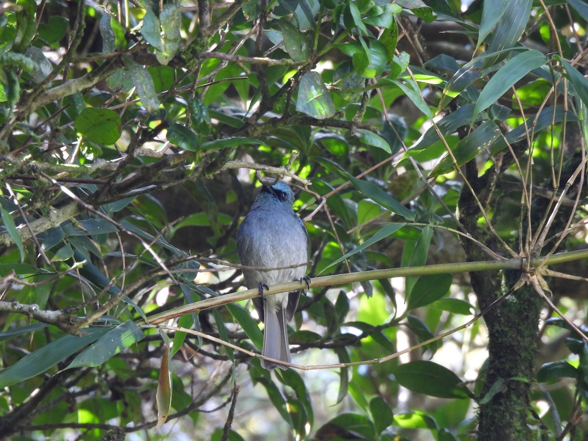 Ceylonschnäpper - ML634399905