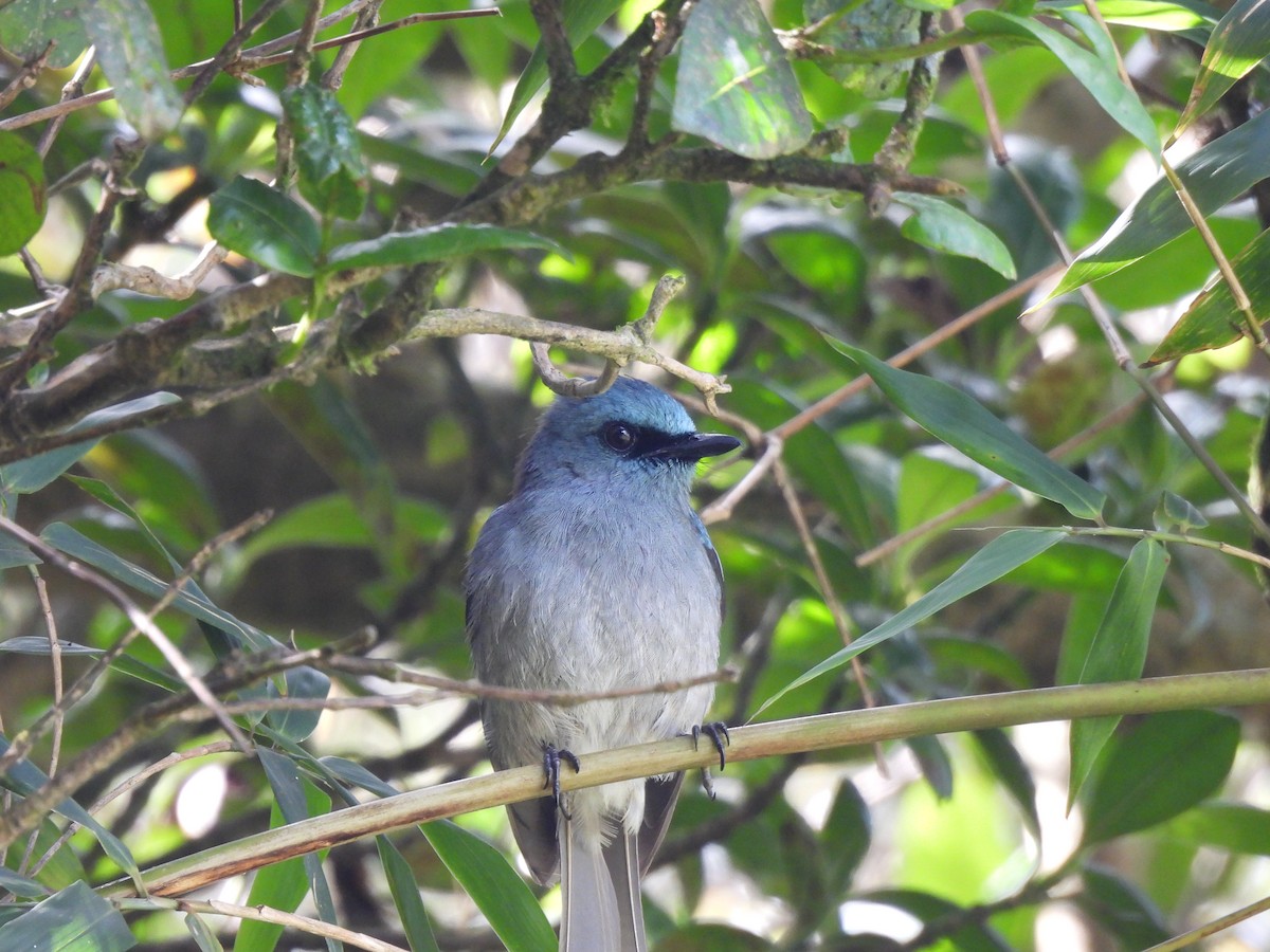 Ceylonschnäpper - ML634399906