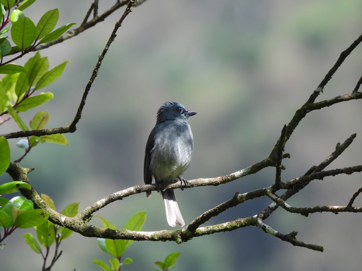 Ceylonschnäpper - ML634399907