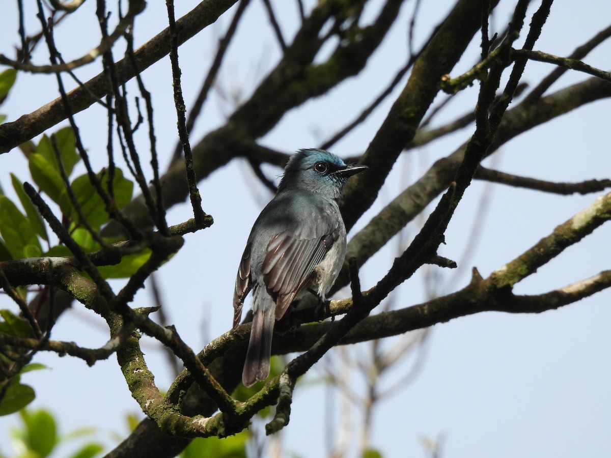 Ceylonschnäpper - ML634399909