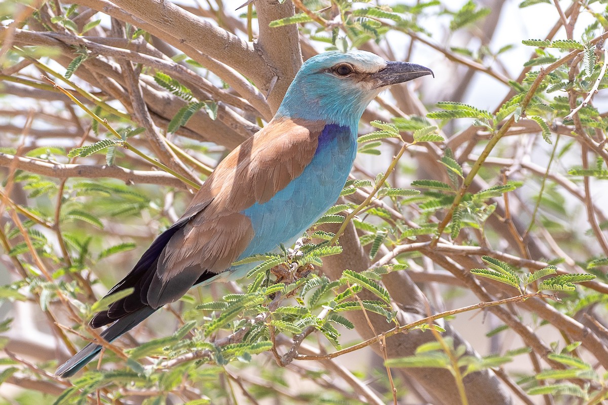 European Roller - ML634399911