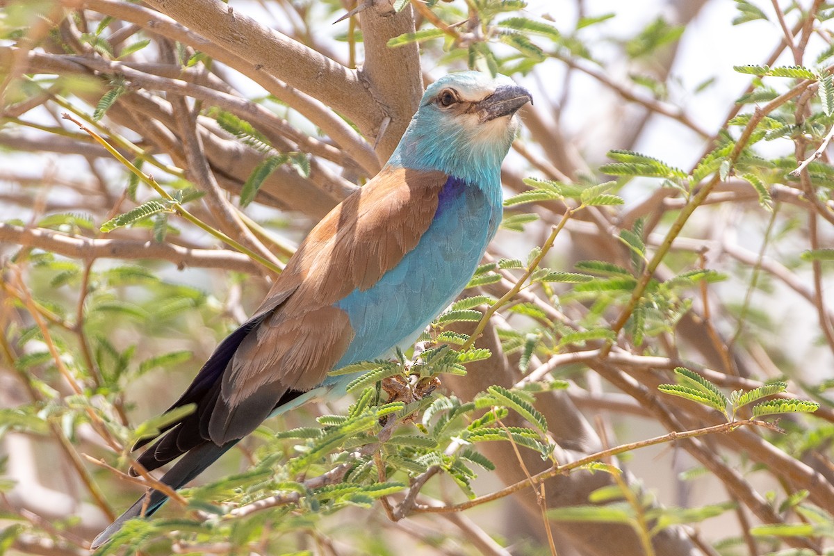 European Roller - ML634399912