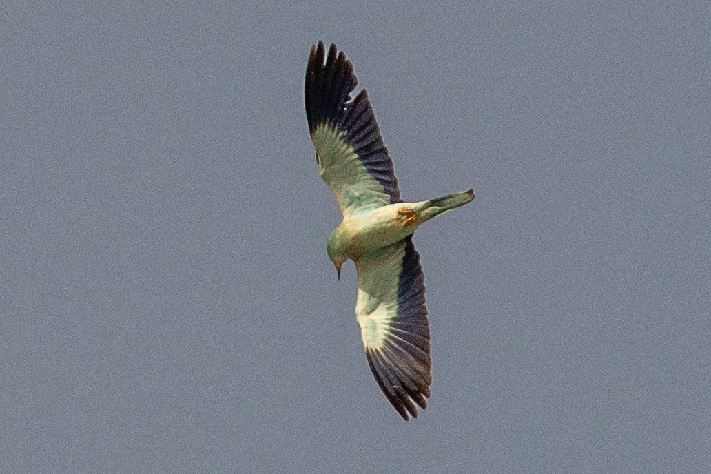 European Roller - ML634399916