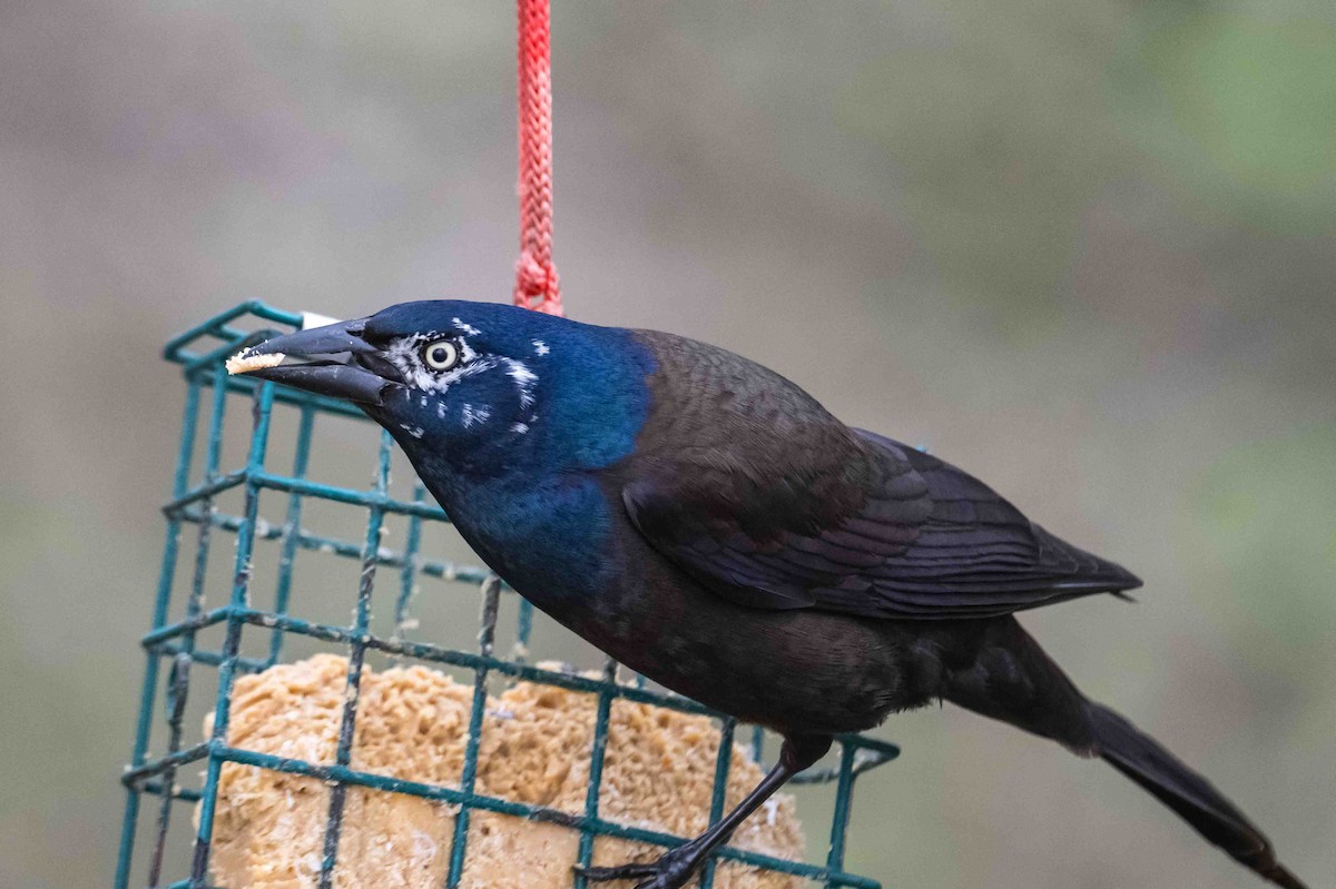 Common Grackle - ML634400010