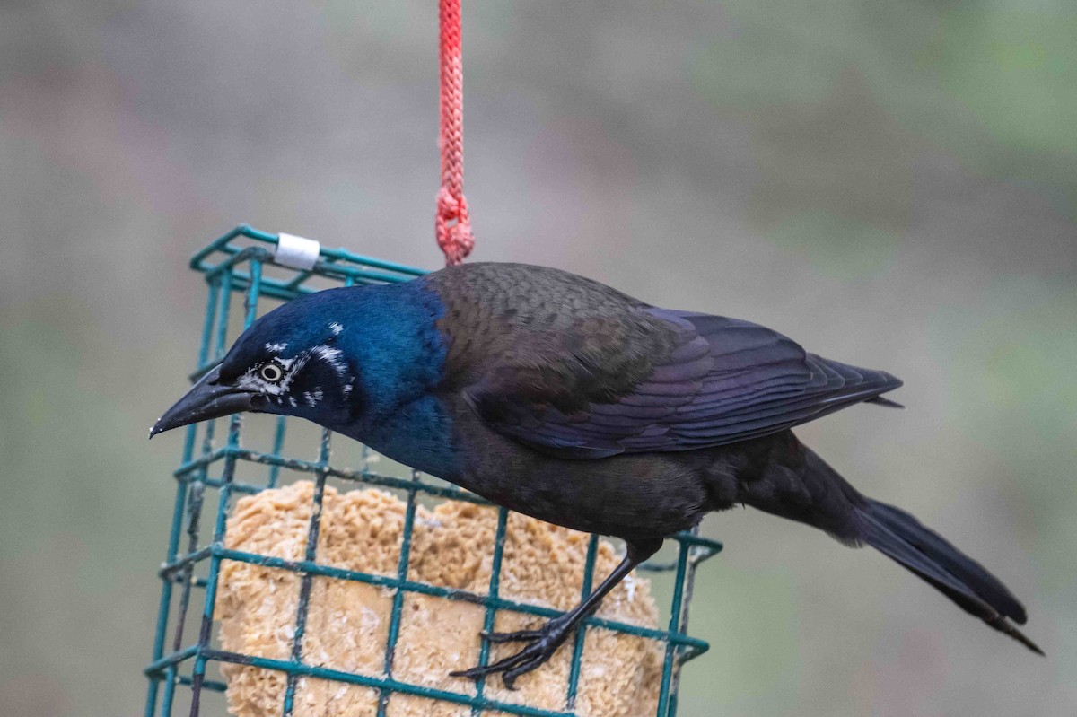 Common Grackle - ML634400011