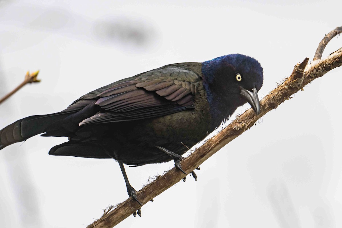 Common Grackle - ML634400013