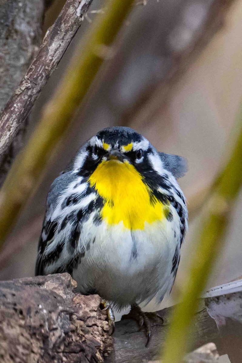 Yellow-throated Warbler - ML634400124