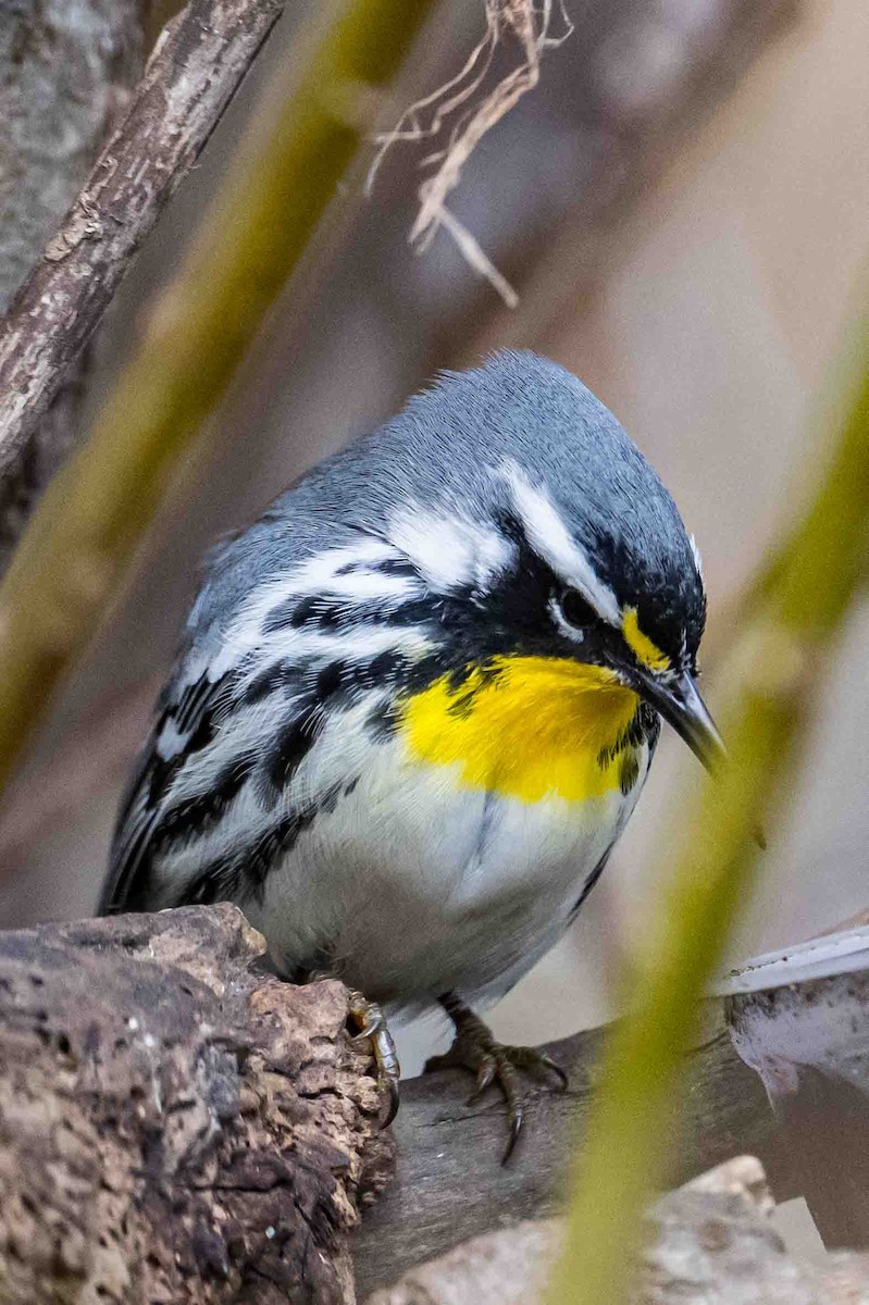 Yellow-throated Warbler - ML634400125