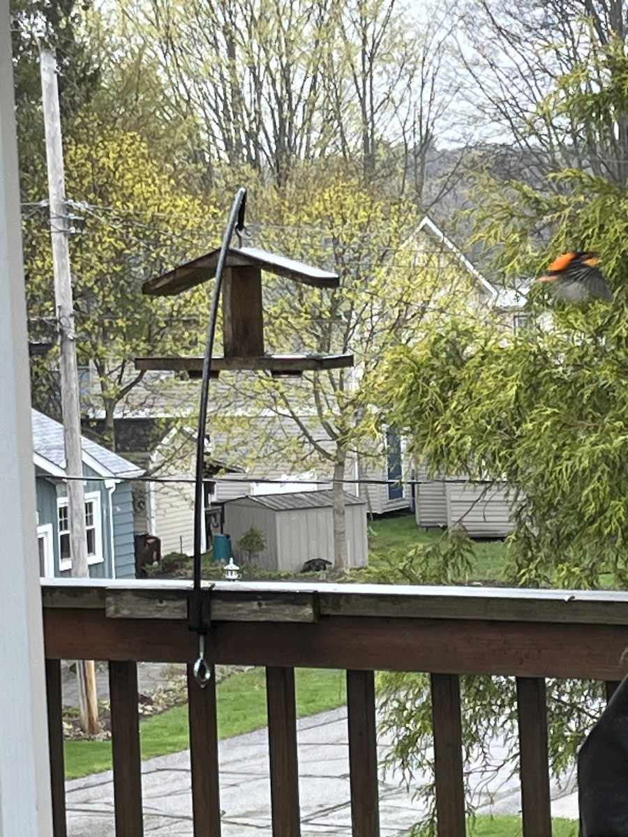 Baltimore Oriole - ML634400162