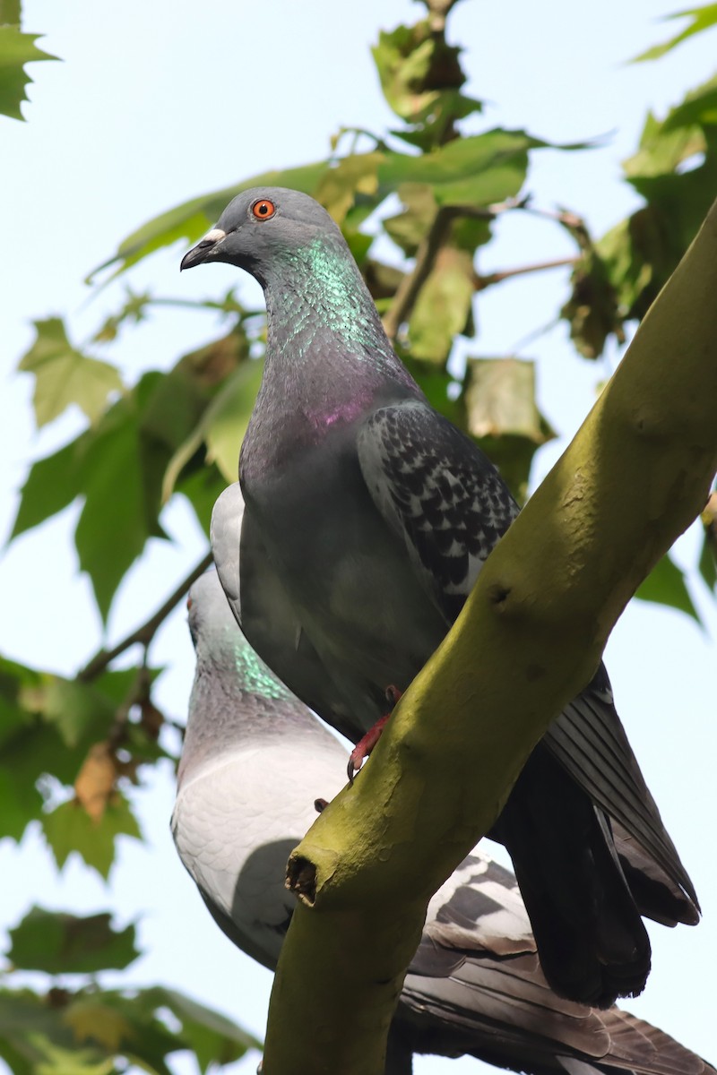 Rock Pigeon (Feral Pigeon) - ML634400203