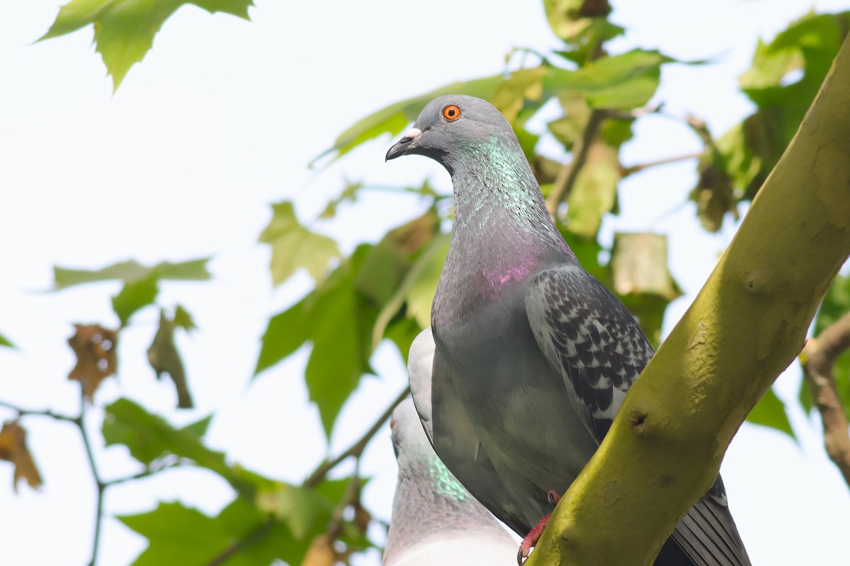 Rock Pigeon (Feral Pigeon) - ML634400204