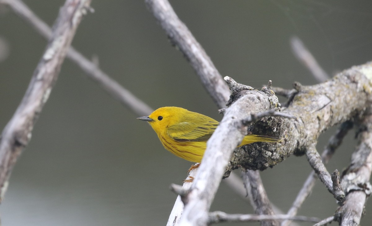Yellow Warbler - ML634400205