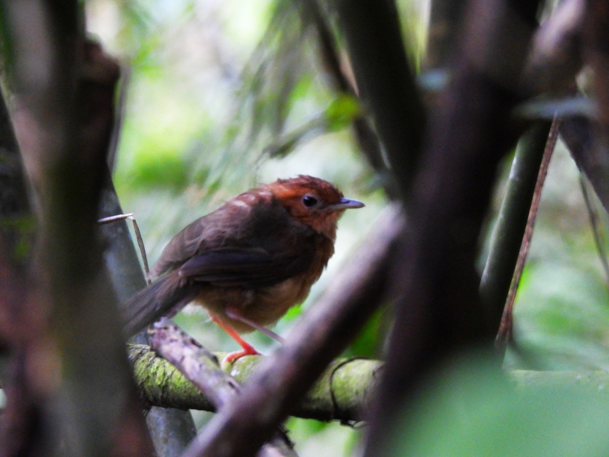 Braunscheitel-Erddrossling - ML634400217