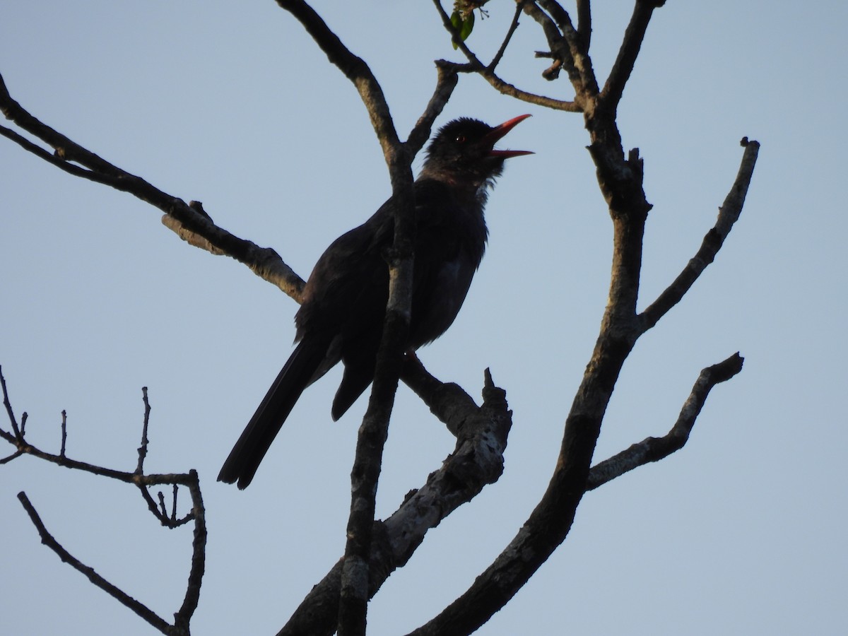 Square-tailed Bulbul - ML634400228