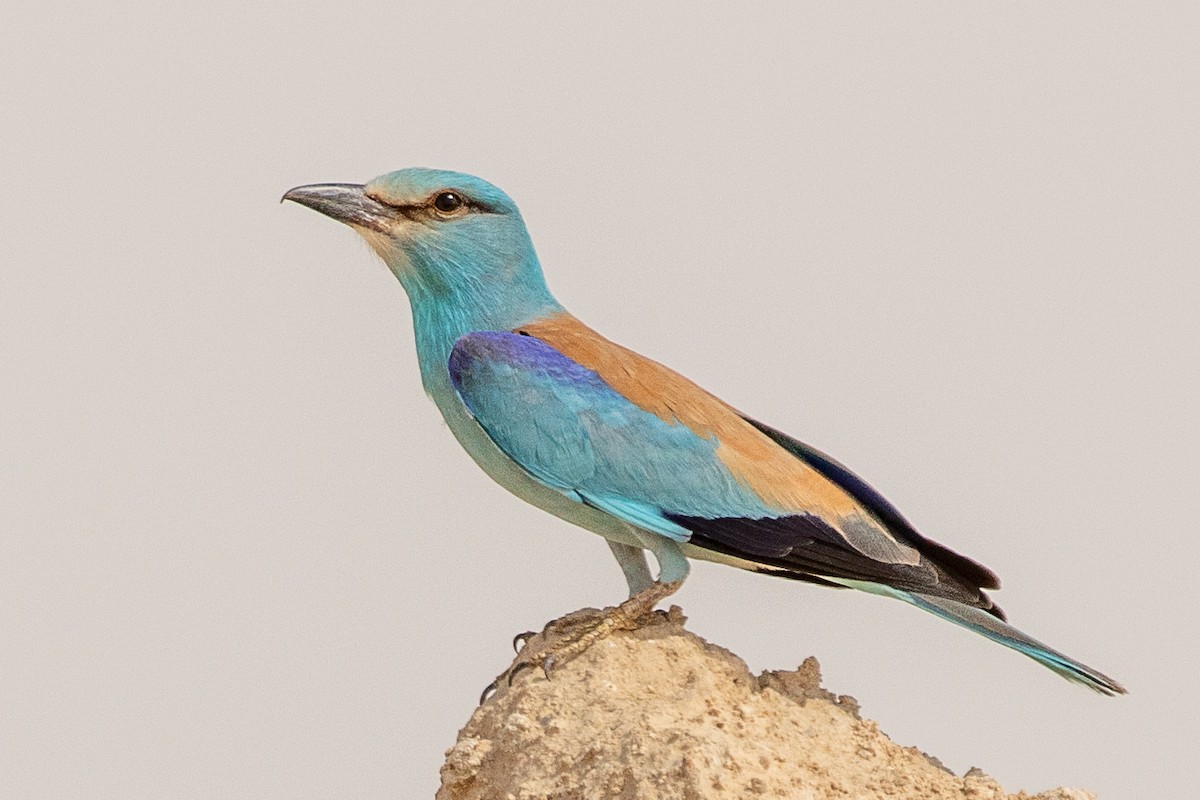 European Roller - ML634400259