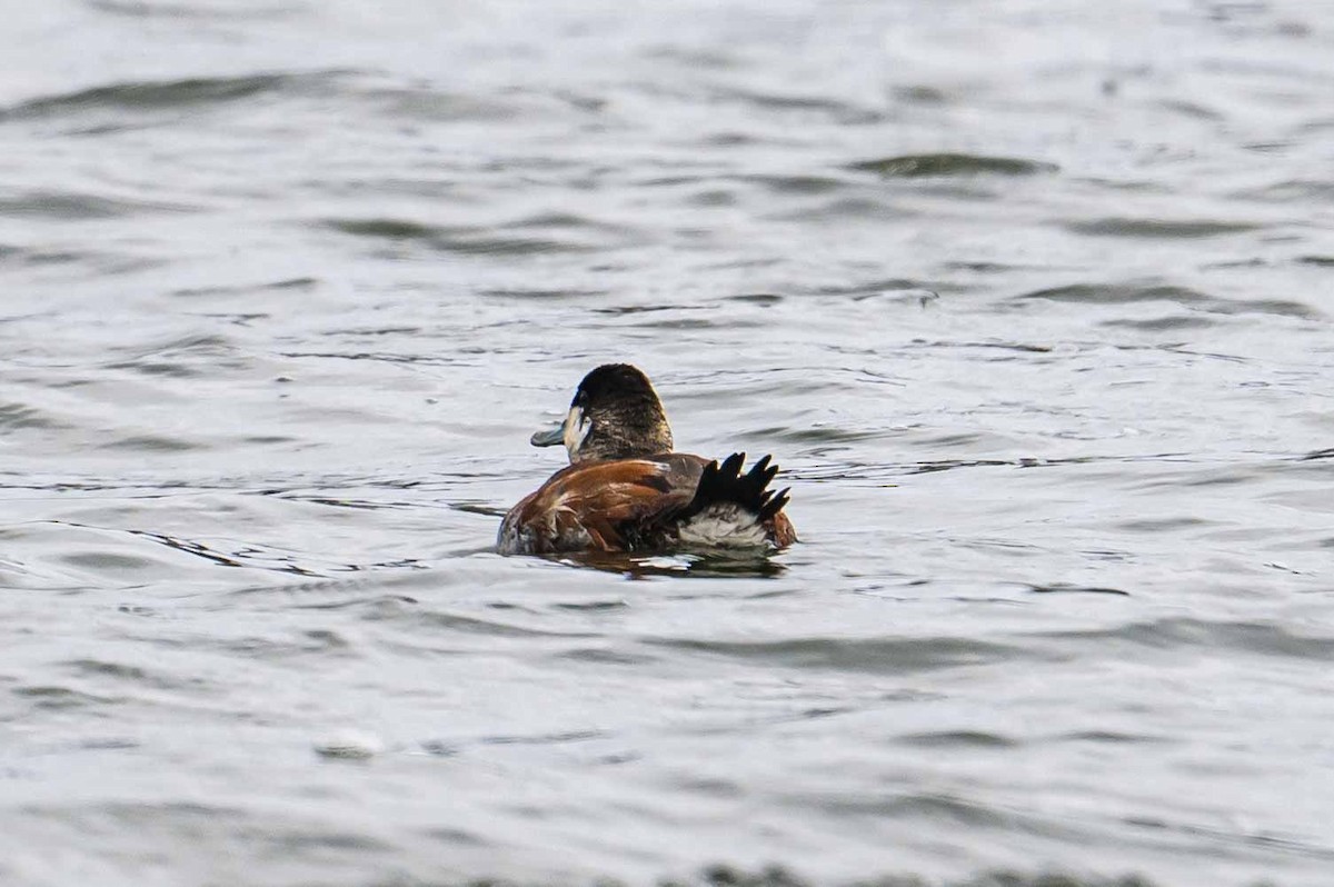 Ruddy Duck - ML634400292