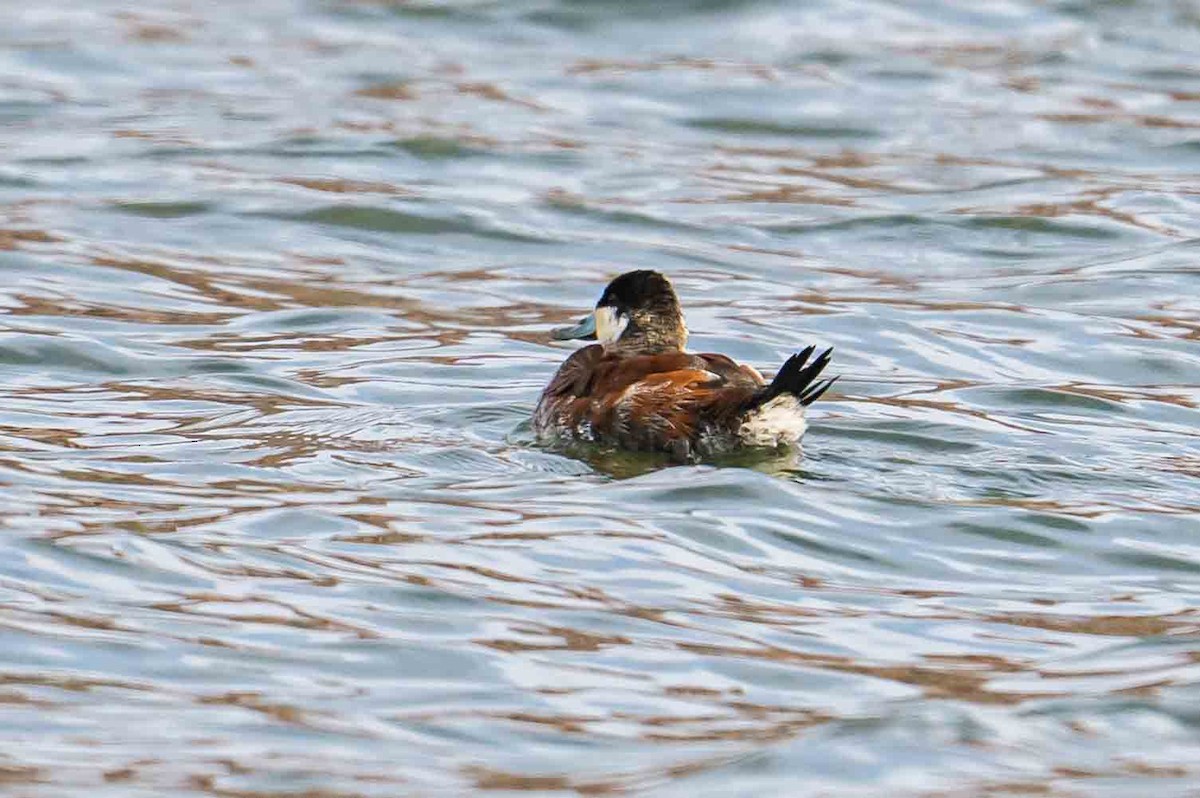Ruddy Duck - ML634400293