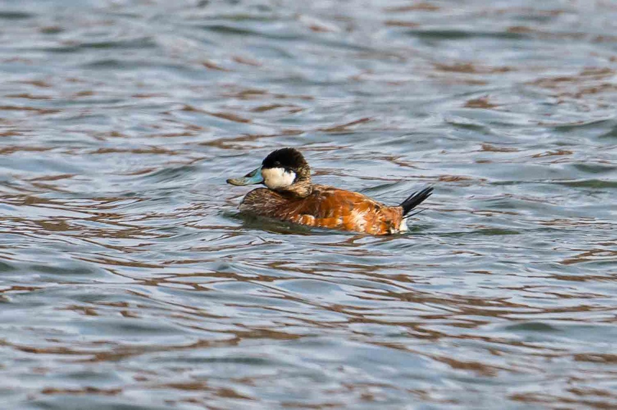 Ruddy Duck - ML634400294