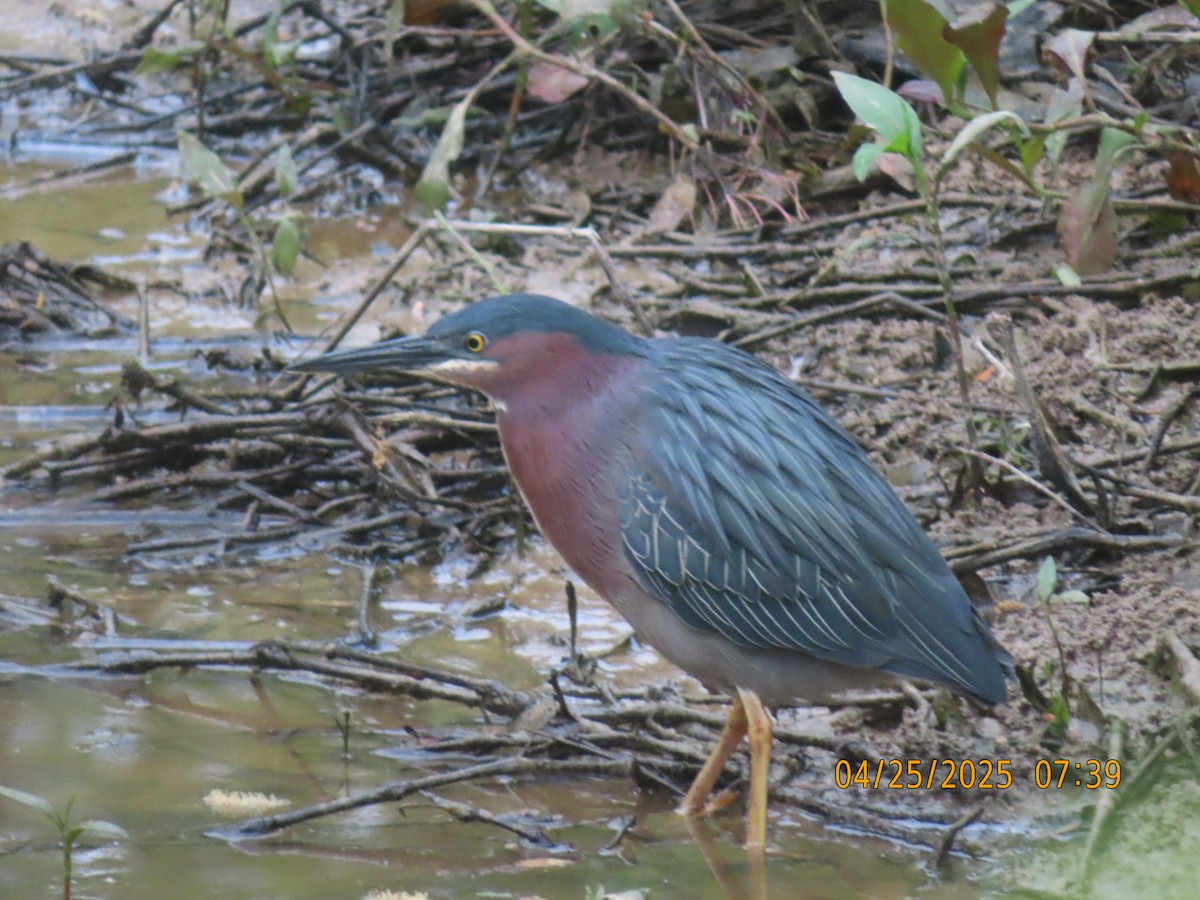 Green Heron - ML634400384