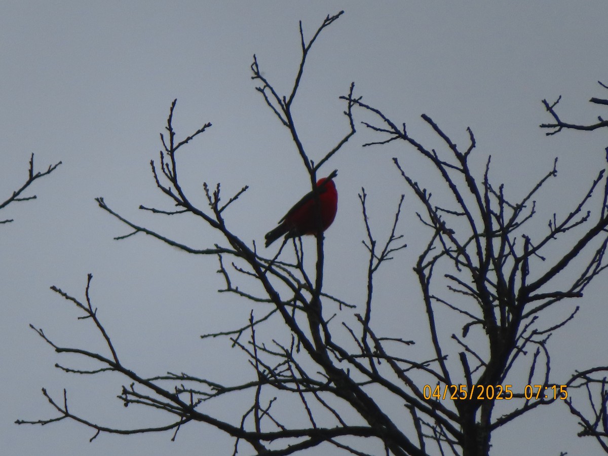 Scarlet Tanager - ML634400400