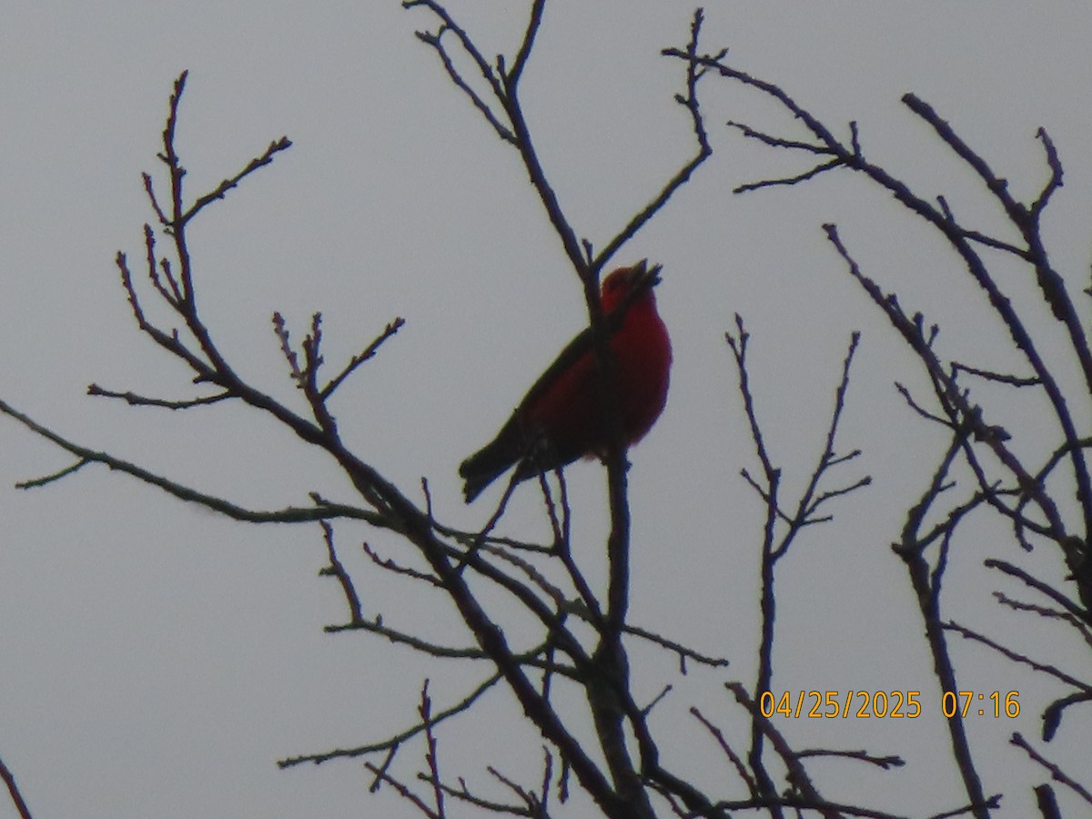 Scarlet Tanager - ML634400403