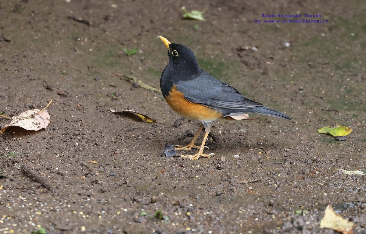 Black-breasted Thrush - ML634400505