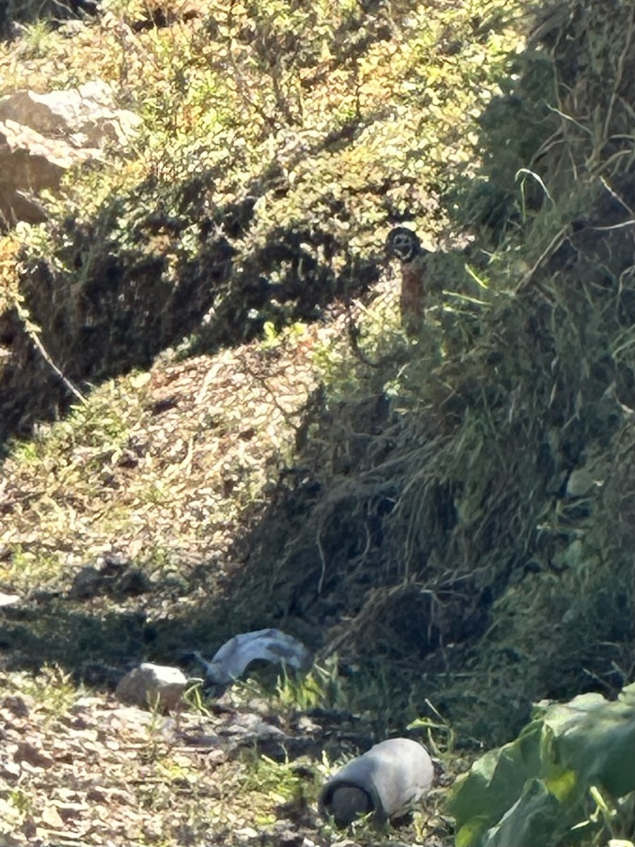 Ocellated Quail - ML634400655