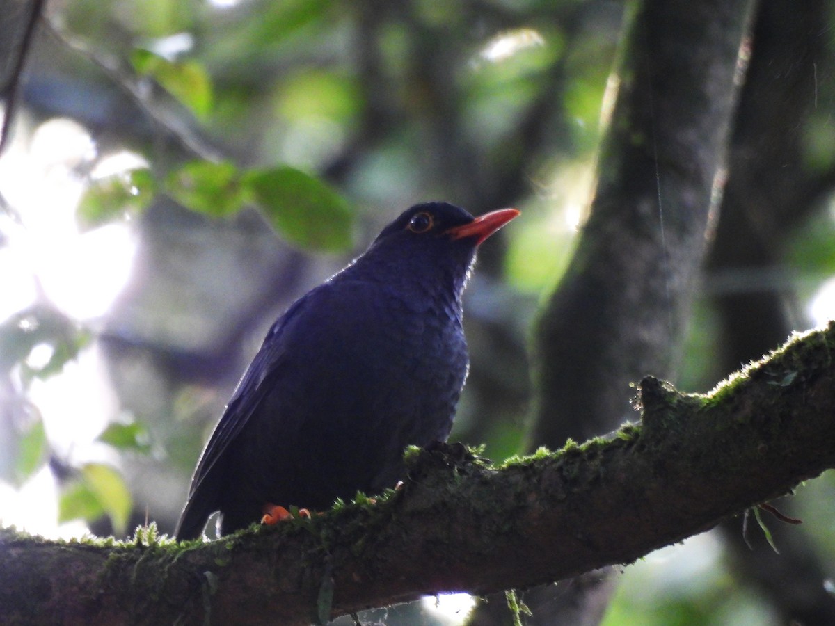 Indienamsel - ML634400734