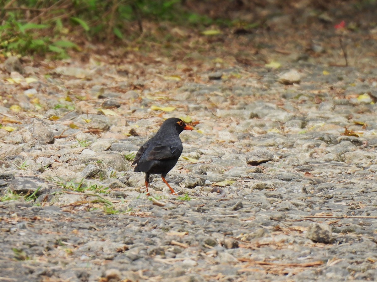 Indienamsel - ML634400744