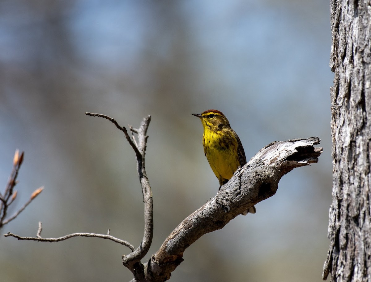 Palm Warbler - ML634400786