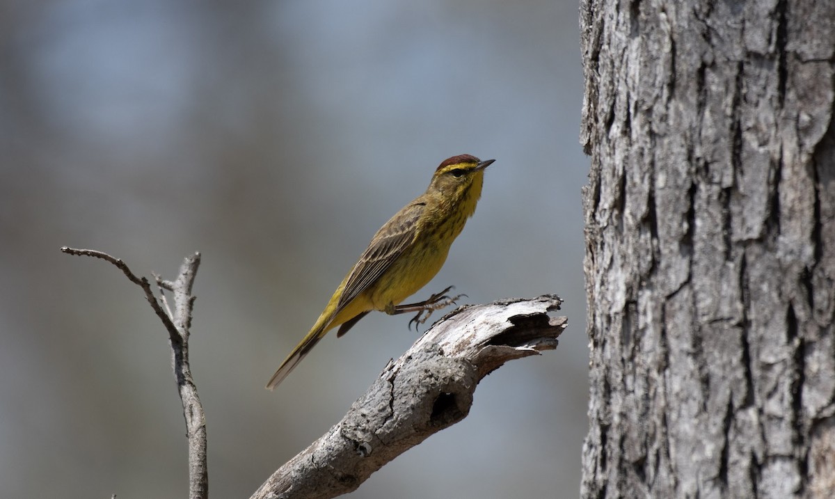 Palm Warbler - ML634400790