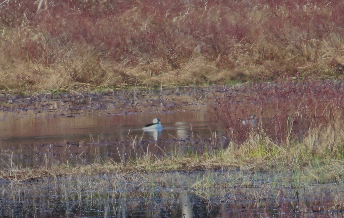 Bufflehead - ML634400802
