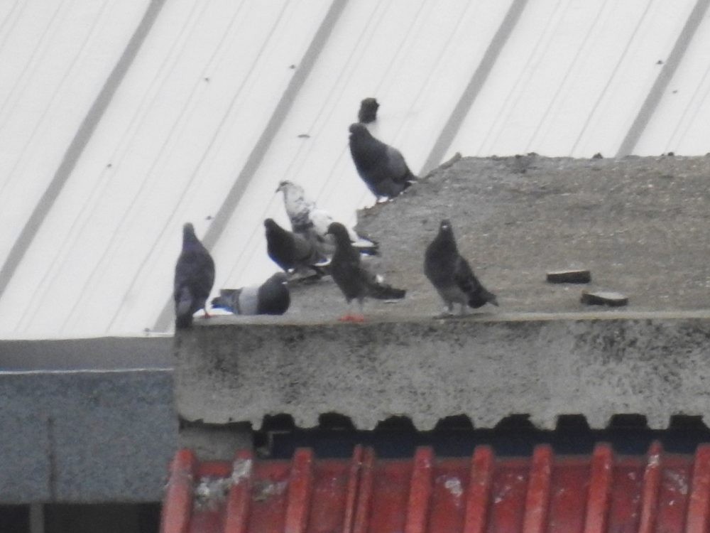 Rock Pigeon (Feral Pigeon) - ML634401004