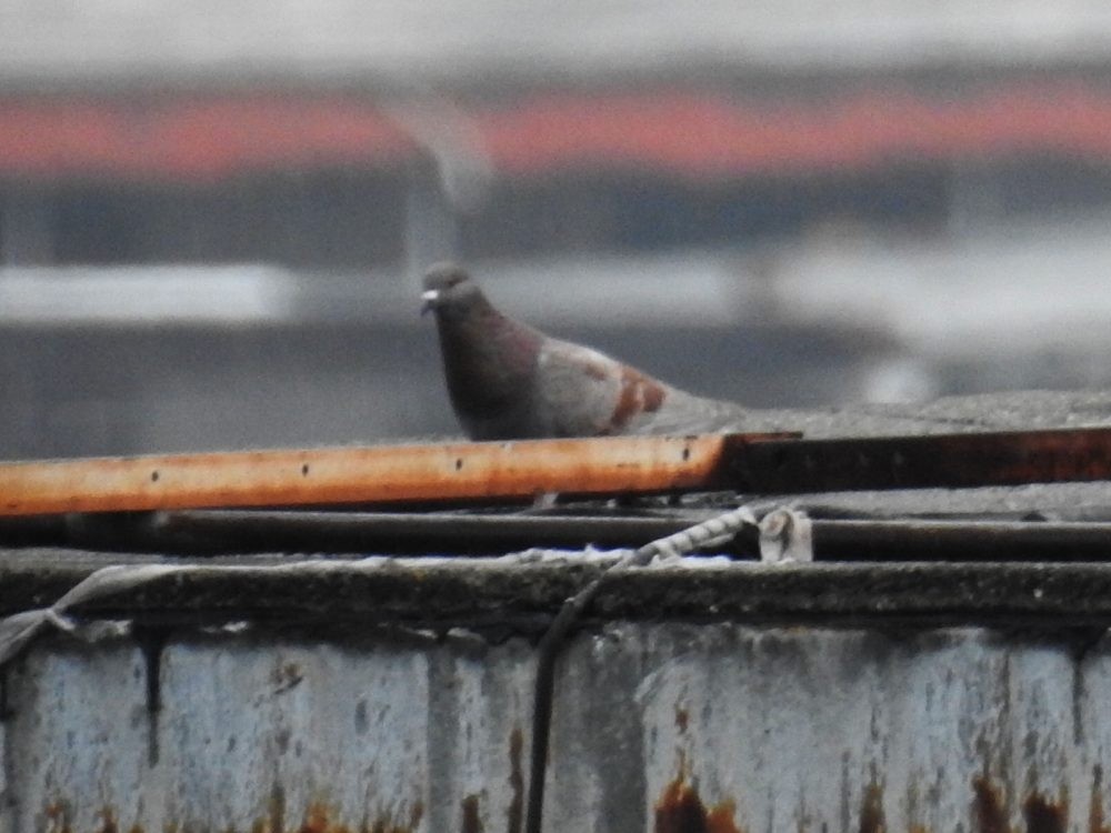 Rock Pigeon (Feral Pigeon) - ML634401160