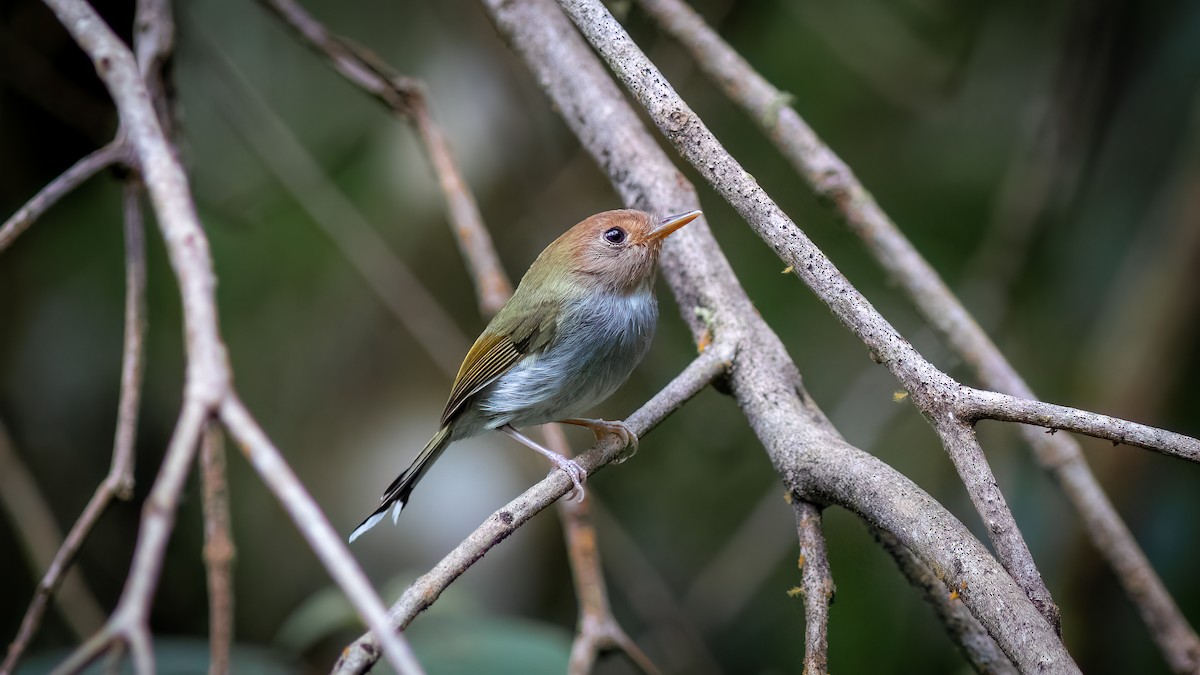 Fork-tailed Pygmy-Tyrant - ML634401211
