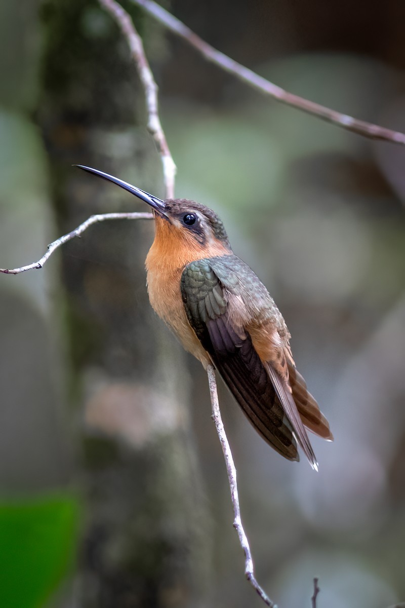 Hook-billed Hermit - ML634401314
