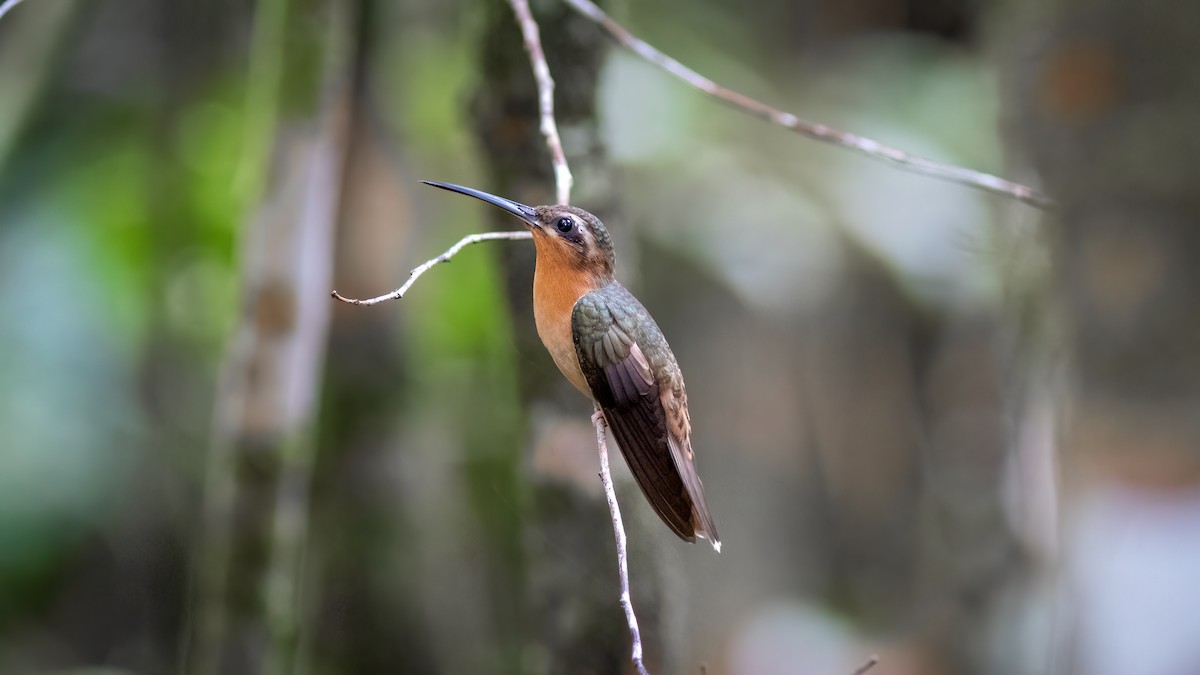 Hook-billed Hermit - ML634401315