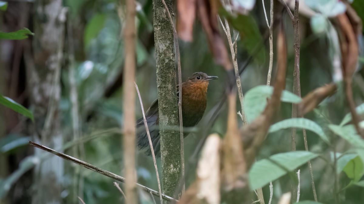 South American Leaftosser (Atlantic) - ML634401393